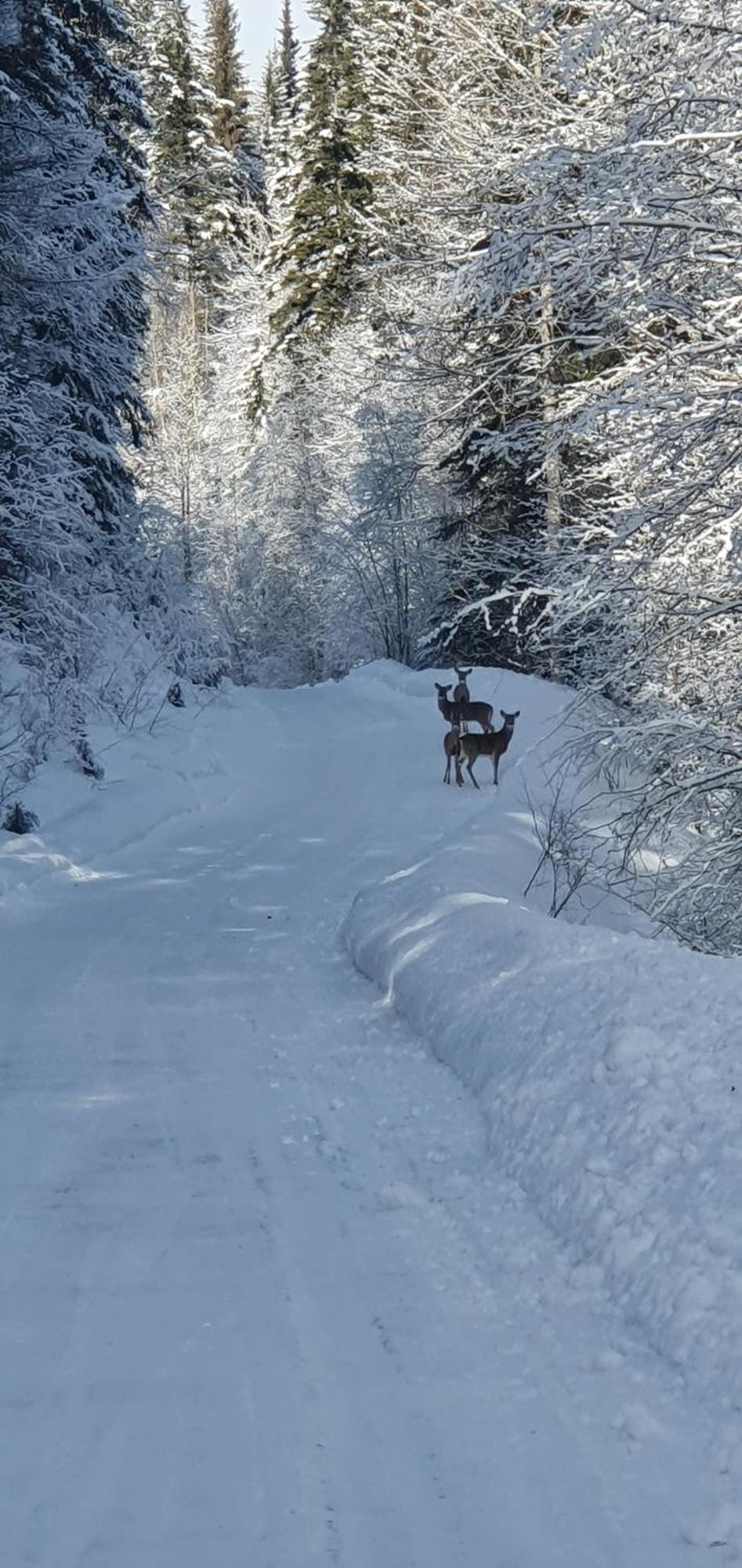 Alpine Meadows Lodge Голден Экстерьер фото